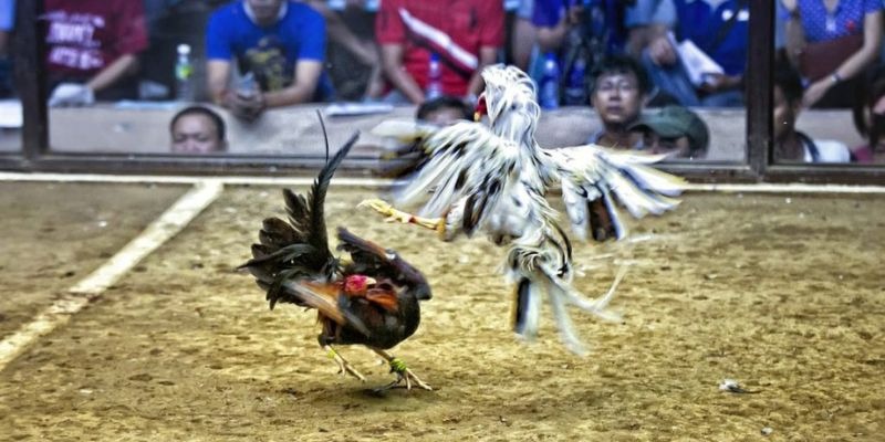 ty phu 88 xổ số miền bắc hôm quả