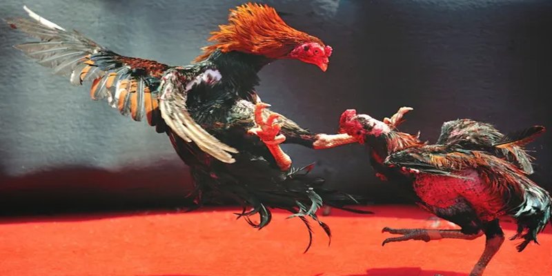 ty phu 88 c1 gà chọi