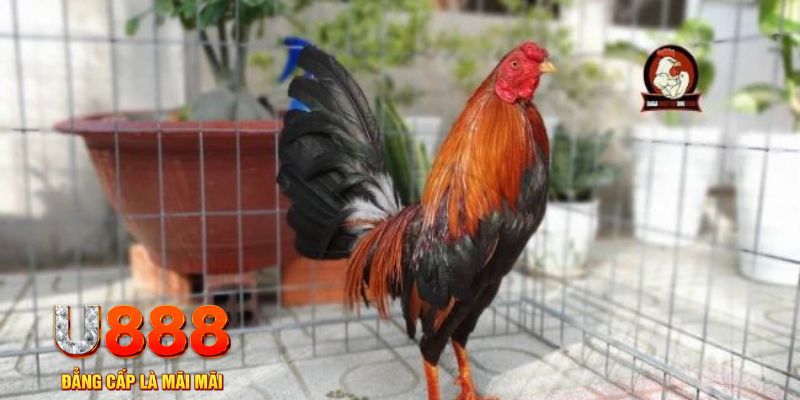 ty phu 88 game máy bay nổ hũ