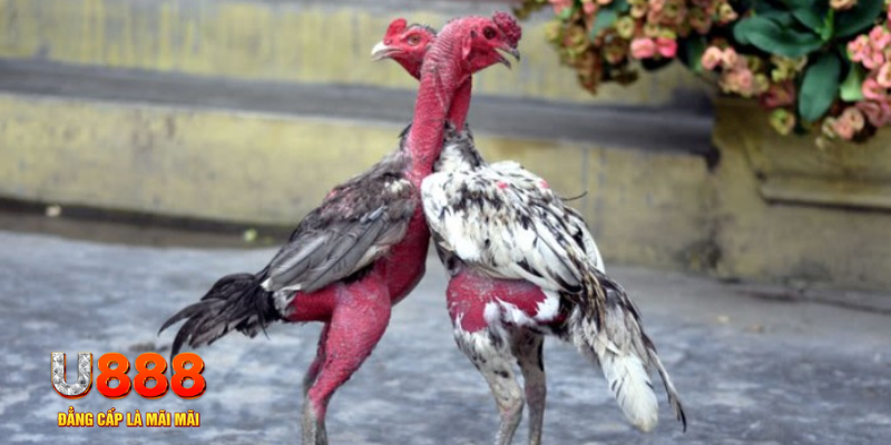 ty phu 88 bắn cá đổi thưởng