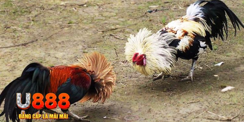 ty phu 88 game nổ hũ là gì